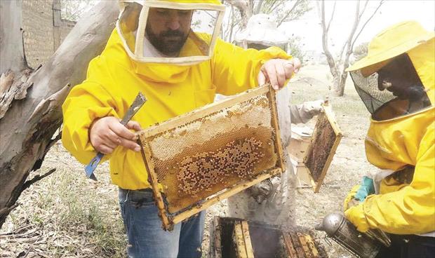 «البحوث الزراعية» ينظم ورشة عمل لمربي النحل
