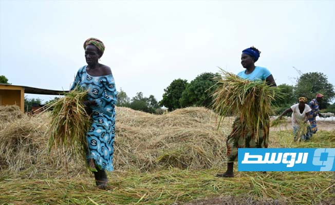 القارة الأفريقية تكافح لوقف اعتمادها على الأرز الهندي