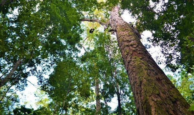 «أطول شجرة» في الأمازون غير مهددة بالحرائق