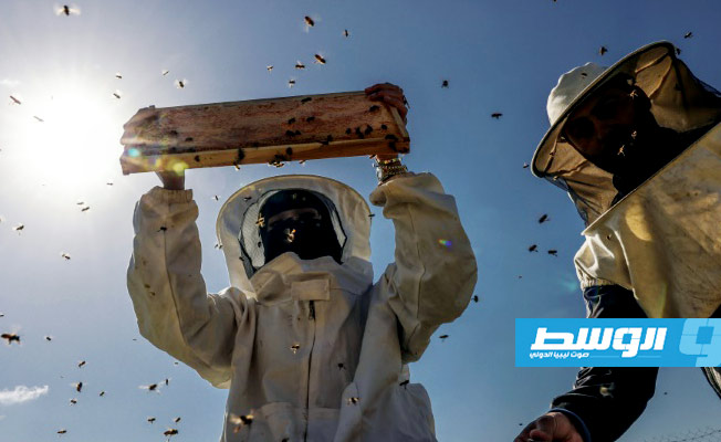 نحالون في غزة يعتنون بخلايا النحل عبر الحدود المضطربة