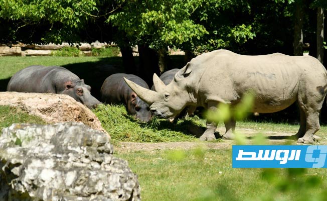إعلان نفوق أكبر وحيد قرن أبيض في العالم