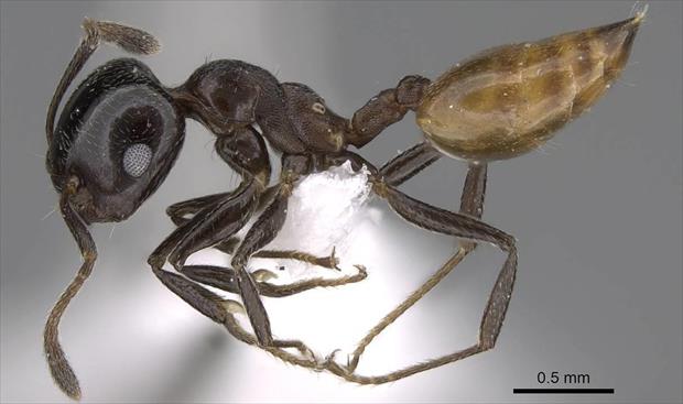 أحد أنواع النمل المكتشف (فيسبوك)