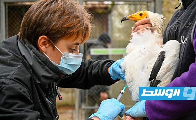 تقرير: أوروبا تشهد موجة إنفلونزا طيور هي الأكثر تدميرا في تاريخها