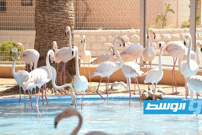 Pictures: Crowds gather for the opening of the Tripoli Zoo
