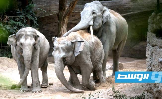 فيروس الـ«هربس» يفتك بفيلة آسيوية في حديقة «زيوريخ»