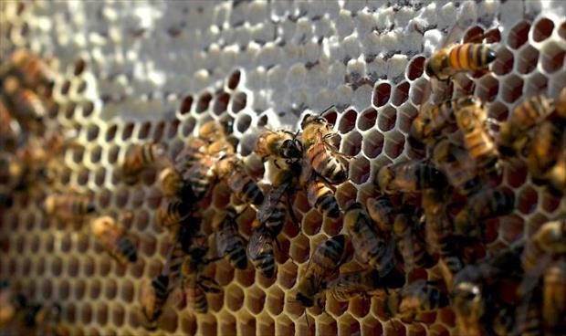 أول لقاح في العالم لإنقاذ النحل