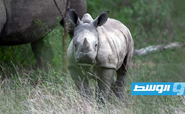 «الخطر» يهدد حيوانات وحيد القرن رغم تراجع صيدها