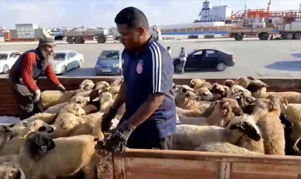 ميناء بنغازي يستقبل سفينتين تحملان 9217 رأس غنم و 523 من الأبقار
