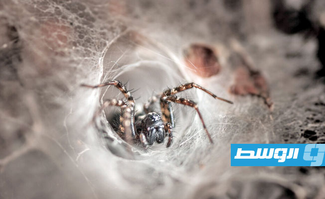 دواء مستخلص من سم العنكبوت لعلاج القاتل الأول في العالم