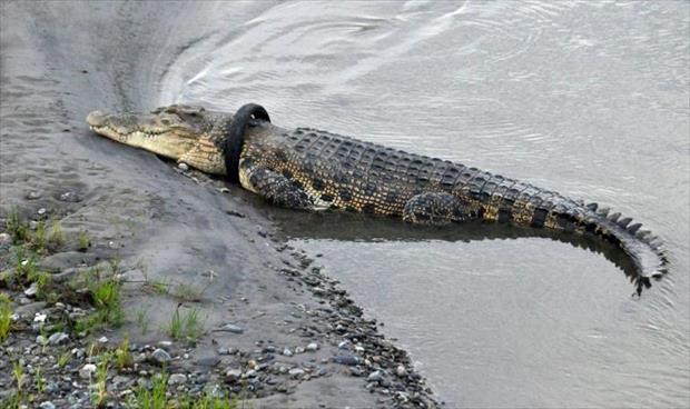 إلغاء مسابقة في إندونيسيا لتحرير تمساح من إطار عالق في رقبته