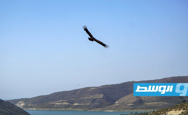 قبرص تفرض غرامات على عمليات قتل الطيور البرية النادرة