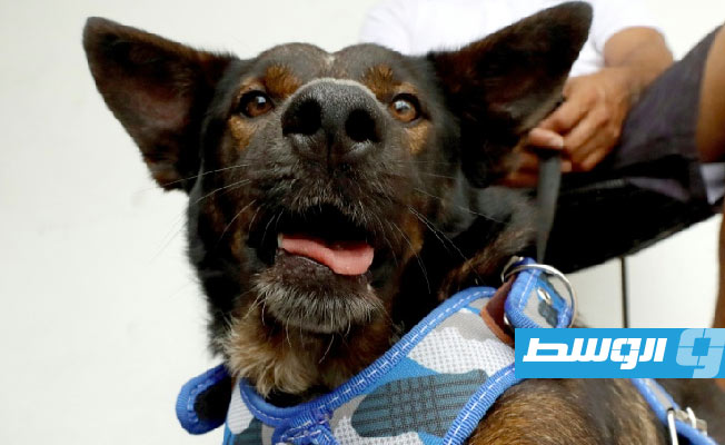 كلبة من أستراليا نجت في عرض البحر تجد «مأوى آخر» في المكسيك