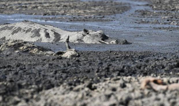 الجفاف يهدد حيوانات فرس نهر والماشية في بوتسوانا