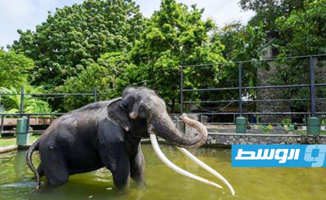 فيل تايلاندي يغادر سريلانكا إلى بلده الأصلي