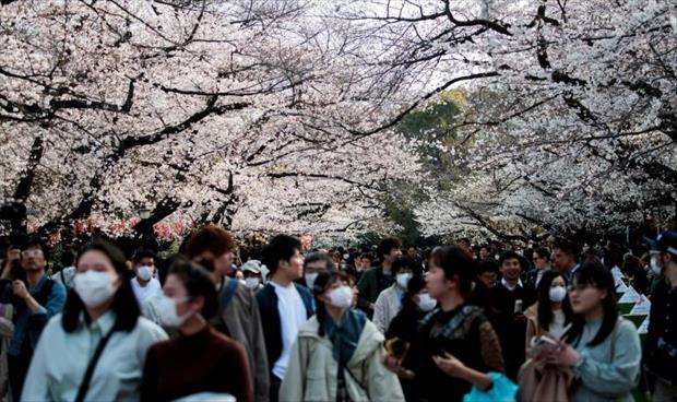 اليابان تحتفي بأزهار أشجار الكرز رغم «كورونا»