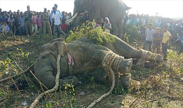 إلقاء القبض على الفيل «بن لادن» في الهند