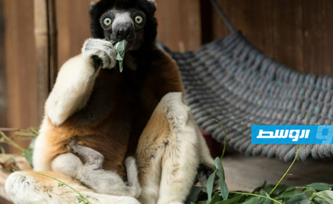 حديقة مولوز تشهد ولادة حيوان نادر