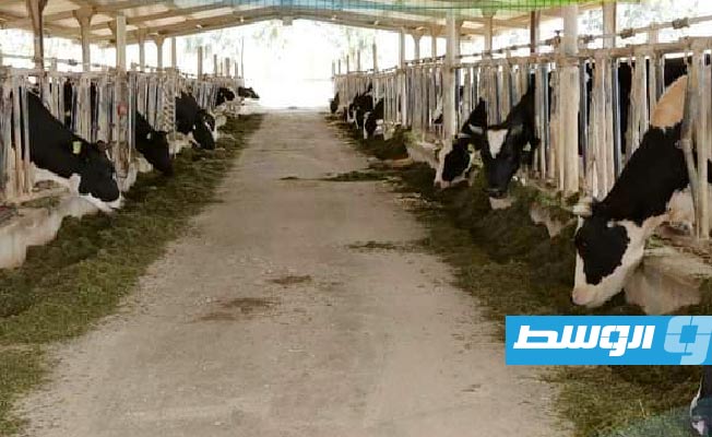 أبقار في مزرعة تابعة لمصنع ألبان القرضابية في سرت. (الإنترنت)