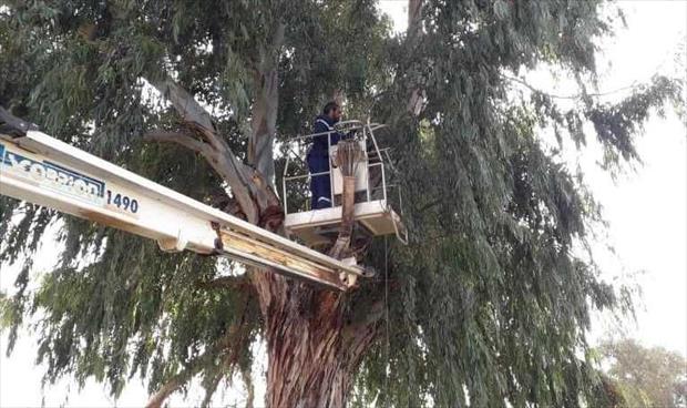 بالصور.. إزالة الأشجار الملامسة خطوط الكهرباء في هراوة