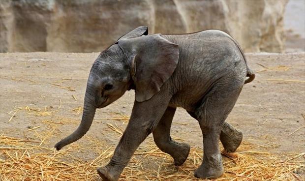 حديقة حيوانات مكسيكية تبث ولادة فيل مباشرة عبر الإنترنت