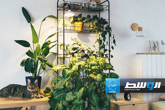 طرق أنيقة لاستخدام النباتات في ديكور منزلك
