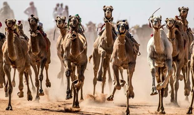 سباقات الهجن تعود إلى سيناء بعد توقف أشهرًا بسبب «كوفيد-19»