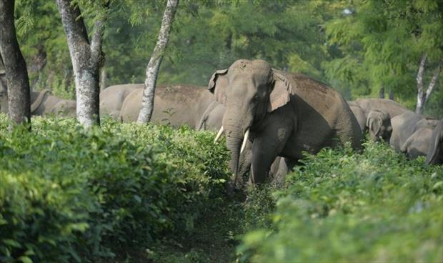 فيل يقتل مزارعًا في تايلاند