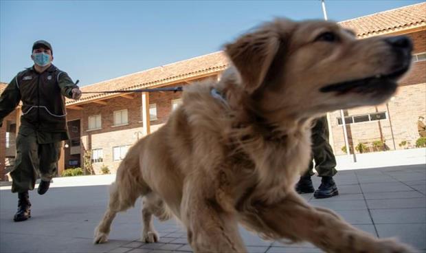 كلاب في تشيلي للتعرف على المصابين بفيروس «كورونا»