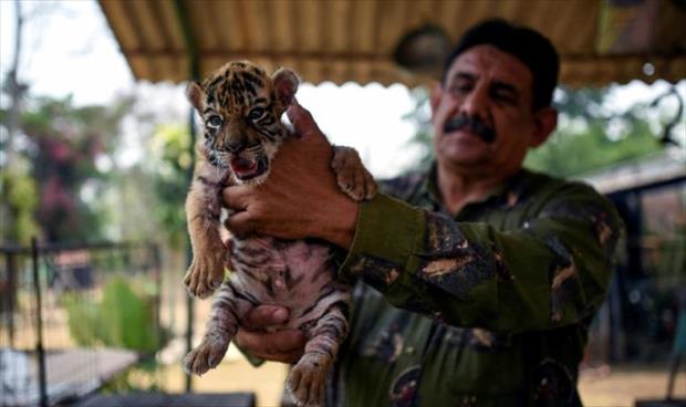 إطلاق اسم «كوفيد» على نمر ولد في حديقة حيوانات مكسيكية