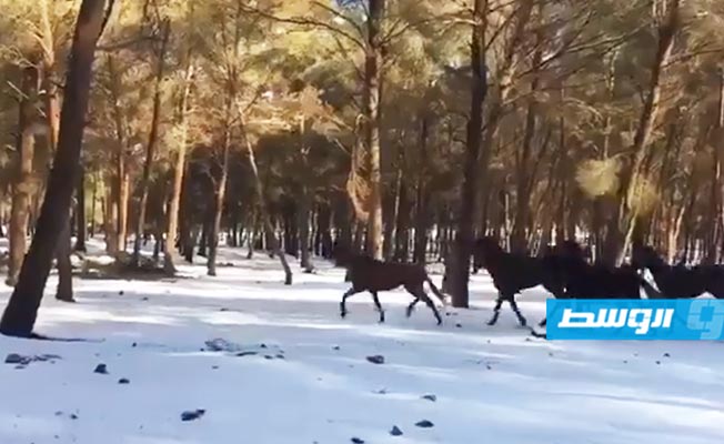 فيديو: الجياد والثلوج في منظر بديع بسيدي الحمري