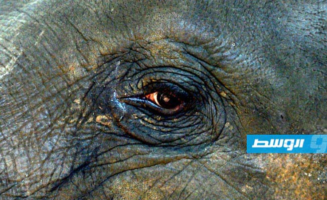 قطار يقتل 3 فيلة صغيرة في سريلانكا
