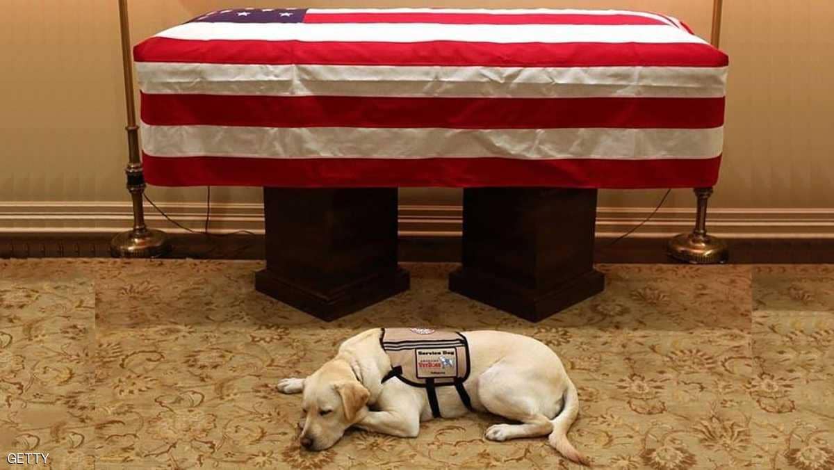 «كلب بوش» يجسد وفاءه ولا يتخلى عن الرئيس الأميركي حتى بعد موته