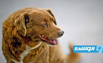 «بوبي» يخسر موقتا لقب «أكبر كلب في العالم» إثر شكوك في صحة عمره