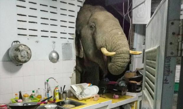 فيل شارد ضيف دائم في مطبخ رجل تايلاندي
