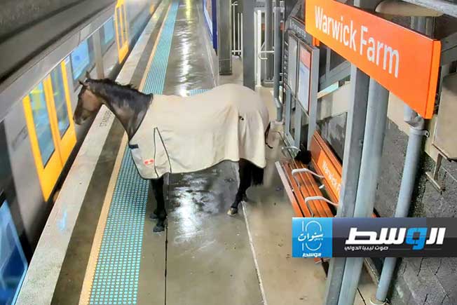 حصان ينضم إلى منتظري القطار في محطة أسترالية للسكك الحديد
