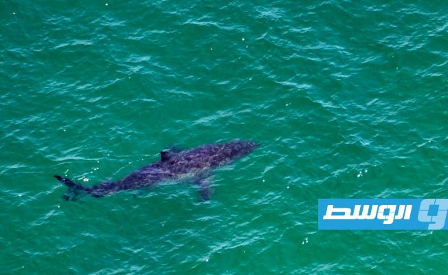 أسماك القرش البيضاء في تكاثر مستمر على الساحل الشرقي الأميركي