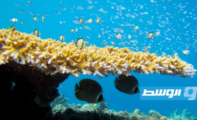 ابيضاض المرجان يؤدي إلى معارك «غير مجدية» بين الأسماك