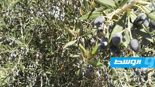 انطلاق موسم جني ثمار الزيتون في وادي بني وليد