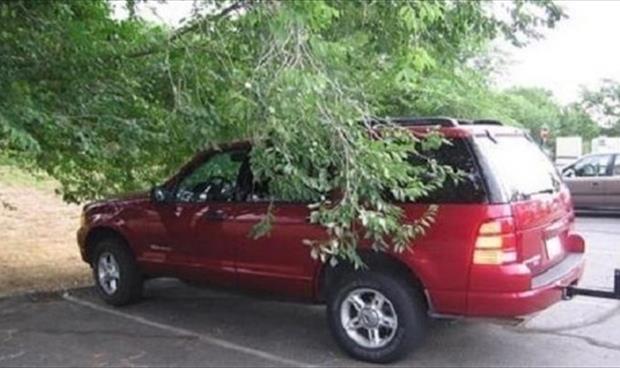 افحص سيارتك بعد صفها تحت الأشجار