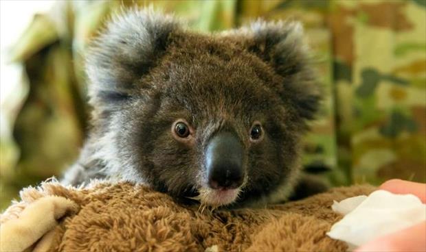 مطالب بنقل الكوالا المهدد في أستراليا إلى نيوزيلندا