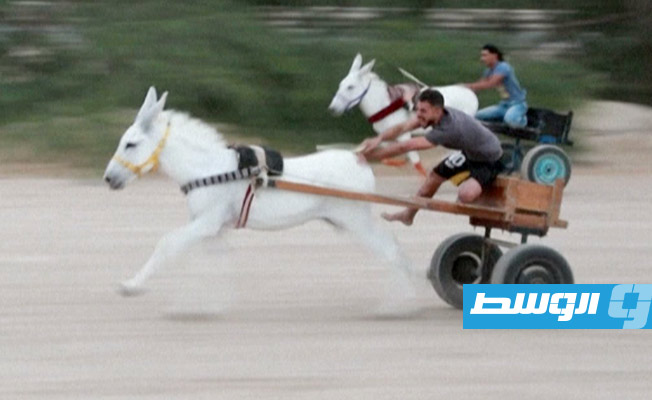 تقام في الشتاء.. سباقات الحمير تجذب الشباب في البحرين