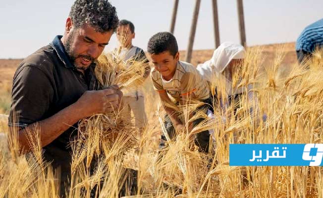 «فاو»: 209 آلاف طن إنتاج ليبيا من الحبوب.. وانقطاع إمدادات البحر الأسود يزعزع «الأمن الغذائي»
