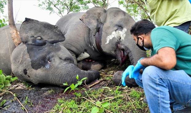 العثور على 18 فيلًا نافقا في الهند