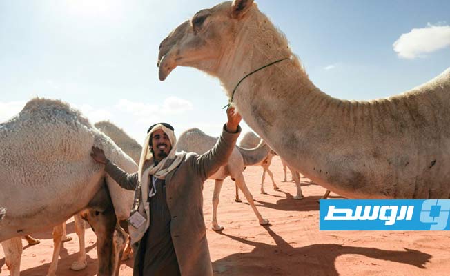 «حداء الإبل» موروث سعودي أدرج على لائحة «يونسكو» للتراث الثقافي
