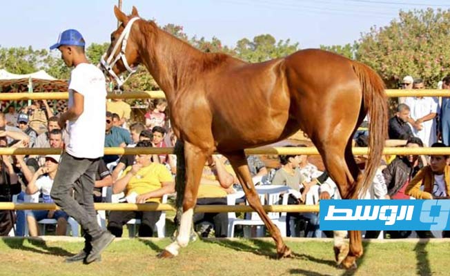 من مزاد للخيول أقيم في مصراتة بليبيا، مايو 2022 (الأناضول)