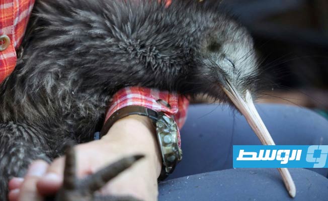 تحرك نيوزيلندي لإنقاذ طائر الكيوي الوطني من الحيوانات المفترسة