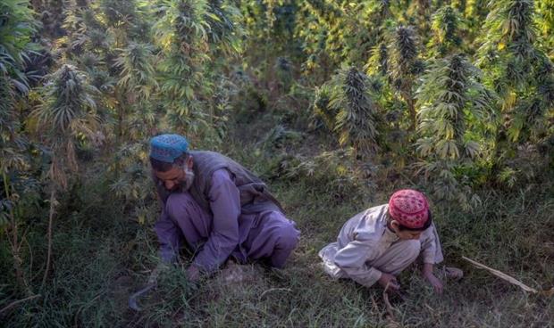 بورما تنتزع من أفغانستان لقب أكبر منتج للأفيون في العالم