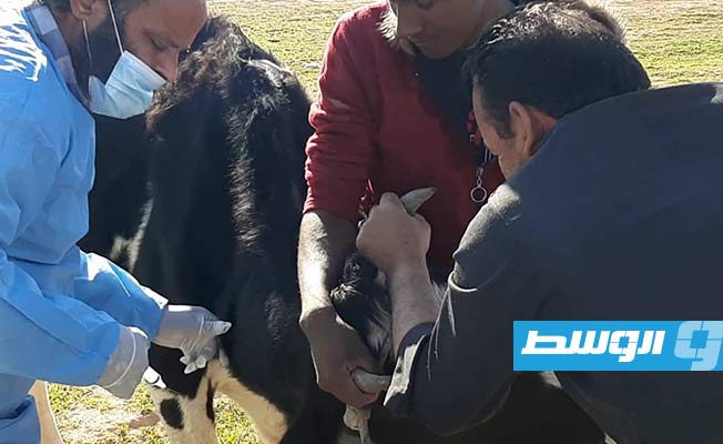 حملة تحصين الأبقار ضد مرض الحمى القلاعية في بني وليد. (الإنترنت)