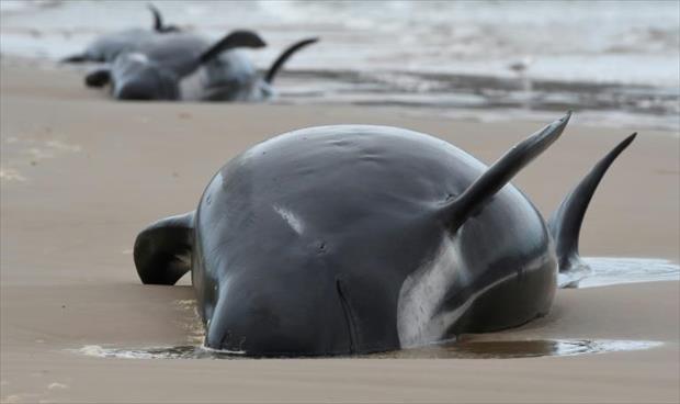 نفوق نحو 380 من الحيتان العالقة في أستراليا