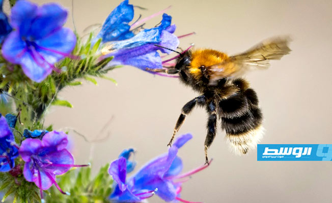التغير المناخي يهدد بالقضاء على النحل الطنان